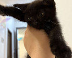 Кошки в Дмитрове: котенок Черныш Мальчик, Бесплатно - фото 2