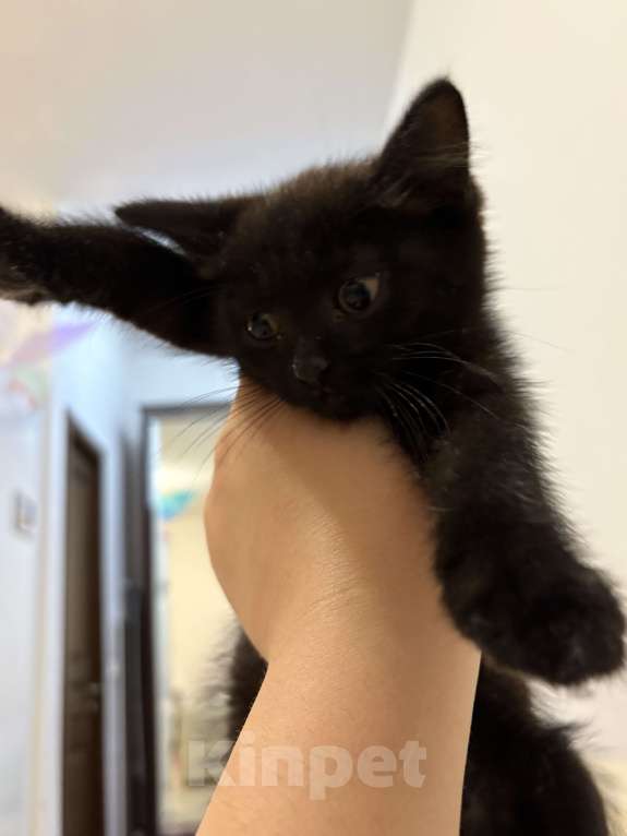 Кошки в Дмитрове: котенок Черныш Мальчик, Бесплатно - фото 2