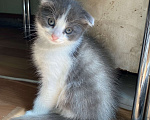 Кошки в Брянске: Котенок  Мальчик, 500 руб. - фото 1