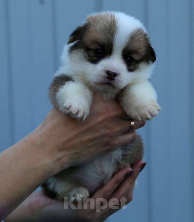 Собаки в Краснодаре: Вельш корги пемброк Девочка, 50 000 руб. - фото 1
