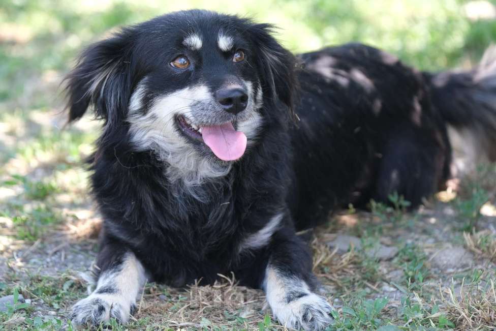 Собаки в Москве: Сирень Девочка, Бесплатно - фото 2