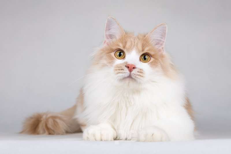 Кошки в Москве: Пирожок - котик, который улыбается. Мальчик, Бесплатно - фото 8