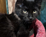 Кошки в Санкт-Петербурге: Необычайно милейшая девочка Девочка, 40 000 руб. - фото 3