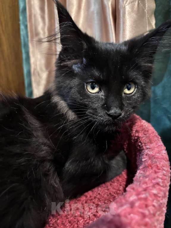 Кошки в Санкт-Петербурге: Необычайно милейшая девочка Девочка, 40 000 руб. - фото 3