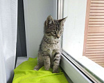 Кошки в Москве: Маленький котенок Рысик ищет дом! Москва, МО Мальчик, Бесплатно - фото 1
