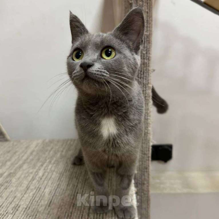 Кошки в Москве: Молоденькая голубая кошечка ищет семью! Девочка, Бесплатно - фото 2