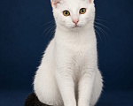Кошки в Лобне: Котенок в добрые руки Мальчик, Бесплатно - фото 3