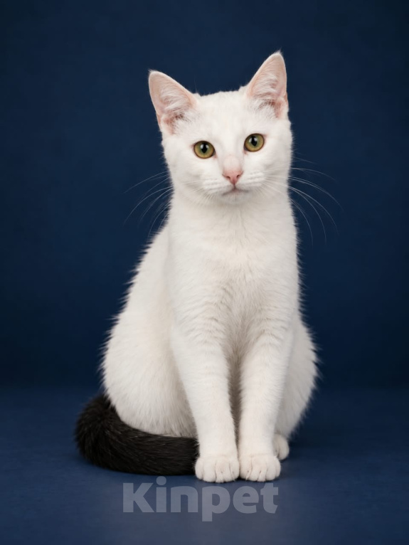 Кошки в Лобне: Котенок в добрые руки Мальчик, Бесплатно - фото 3