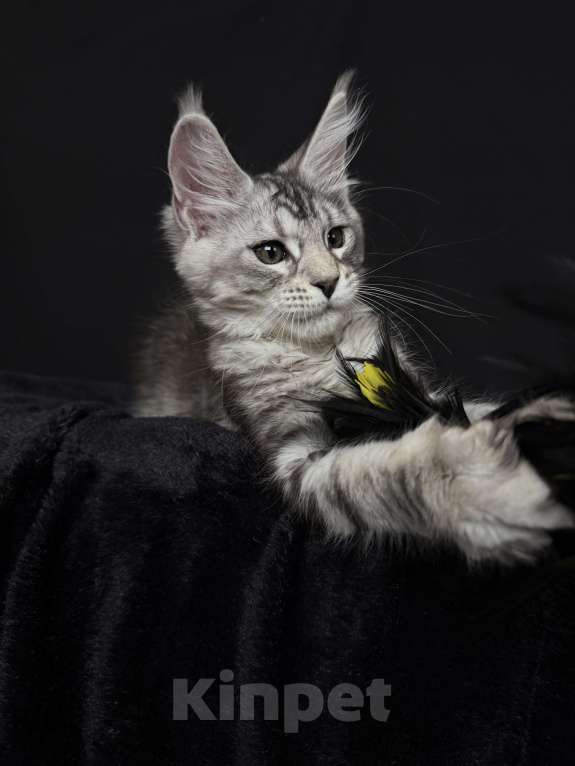 Кошки в Москве: Мейн-кун котенок Девочка, 60 000 руб. - фото 4