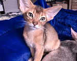 Кошки в других городах Московской области: Абиссинский котик дикого окраса Мальчик, 75 000 руб. - фото 5