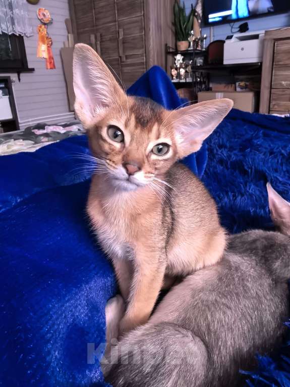 Кошки в других городах Московской области: Абиссинский котик дикого окраса Мальчик, 75 000 руб. - фото 5