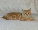 Кошки в Ливны: Сибирские котята, 25 000 руб. - фото 1