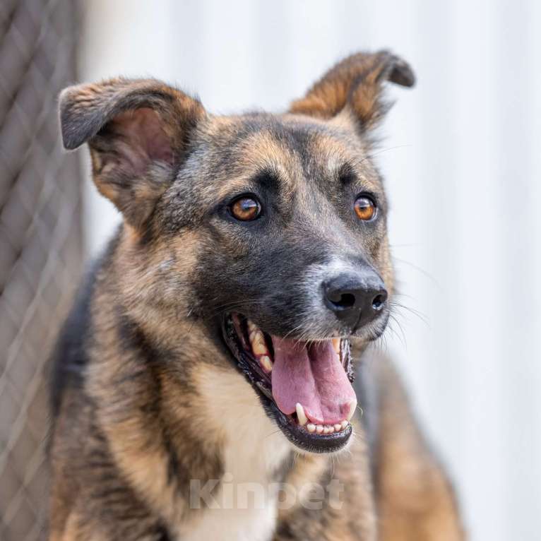 Собаки в Москве: Молли Девочка, Бесплатно - фото 4