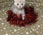 Кошки в Петрове Валу: Продаю шотландских котят  Мальчик, 5 000 руб. - фото 9