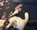 Кошки в Краснодаре: Котики в добрые руки Мальчик, Бесплатно - фото 4