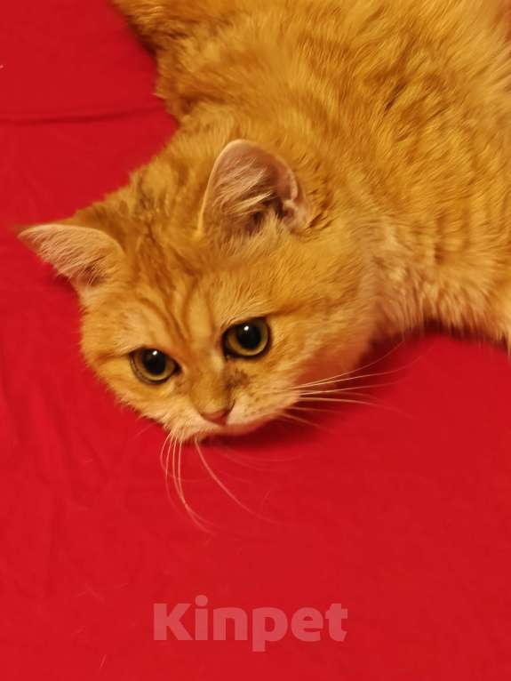 Кошки в Москве: Шотландская золотая шиншилла Девочка, 35 000 руб. - фото 1