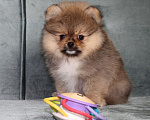 Собаки в Санкт-Петербурге: Щенок померанского шпица Мальчик, 40 000 руб. - фото 1