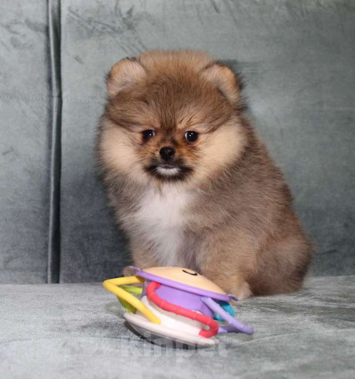 Собаки в Санкт-Петербурге: Щенок померанского шпица Мальчик, 40 000 руб. - фото 1