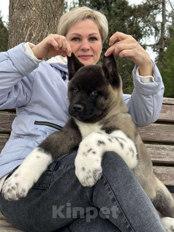 Собаки в Москве: Американская Акита мальчик  Мальчик, 120 000 руб. - фото 3