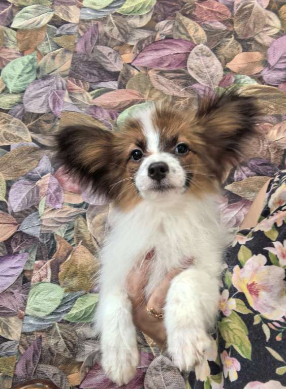 Собаки в Москве: Папийон мальчик Мальчик, 35 000 руб. - фото 1