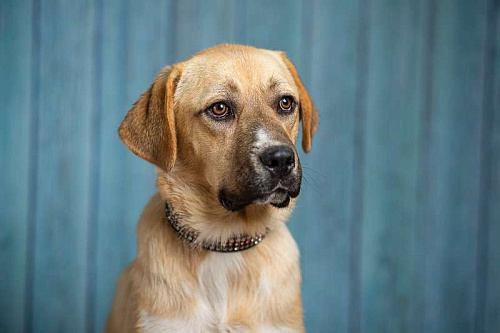 Собаки в Истре-1 — 8 577 объявлений о продаже, в дар, в добрые руки на  Kinpet — страница 72