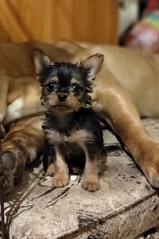 Йоркширский терьер