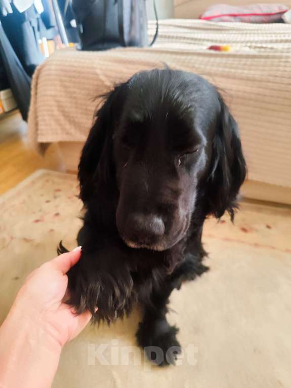 Собаки в Ростове-на-Дону: Отдам в добрые н Мальчик, Бесплатно - фото 1