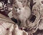 Кошки в Петровске: Продам котят Мальчик, Бесплатно - фото 4