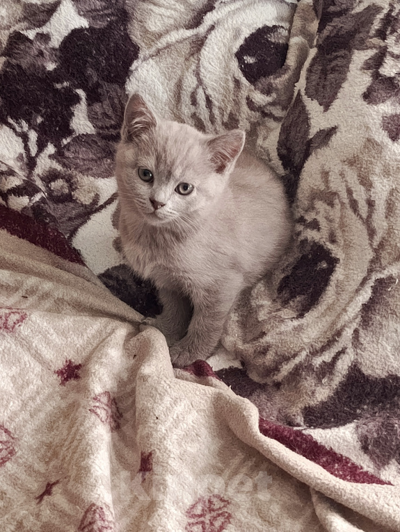 Кошки в Петровске: Продам котят Мальчик, Бесплатно - фото 4