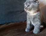 Кошки в Краснодаре: Продаю Шотландских котят Девочка, 6 000 руб. - фото 1
