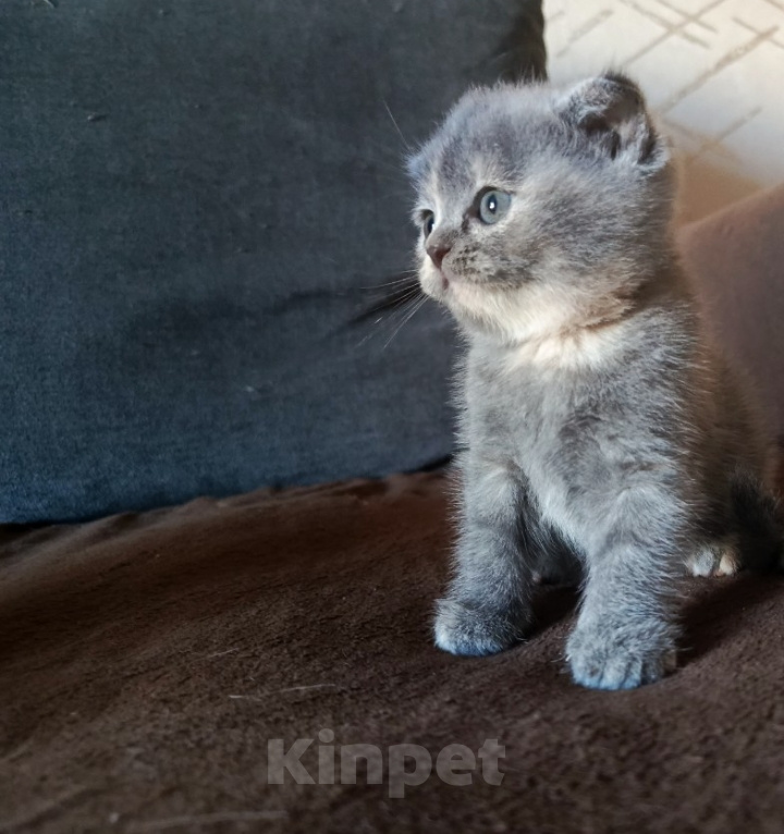 Кошки в Краснодаре: Продаю Шотландских котят Девочка, 6 000 руб. - фото 1