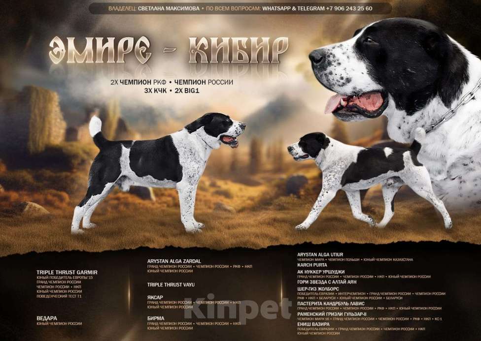 Собаки в Санкт-Петербурге: Щенки Алабая Мальчик, Бесплатно - фото 5