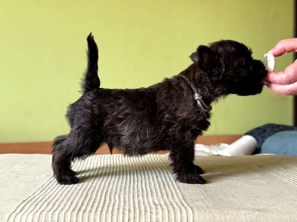 Собаки в Москве: Щенки керн-терьера Мальчик, 100 000 руб. - фото 2