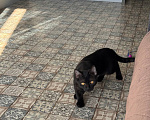 Кошки в Королеве: котенок Шмель ищет дои Девочка, Бесплатно - фото 3