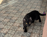 Кошки в Королеве: котенок Шмель ищет дом Девочка, Бесплатно - фото 6