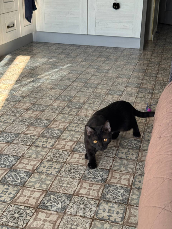 Кошки в Королеве: котенок Шмель ищет дои Девочка, Бесплатно - фото 3