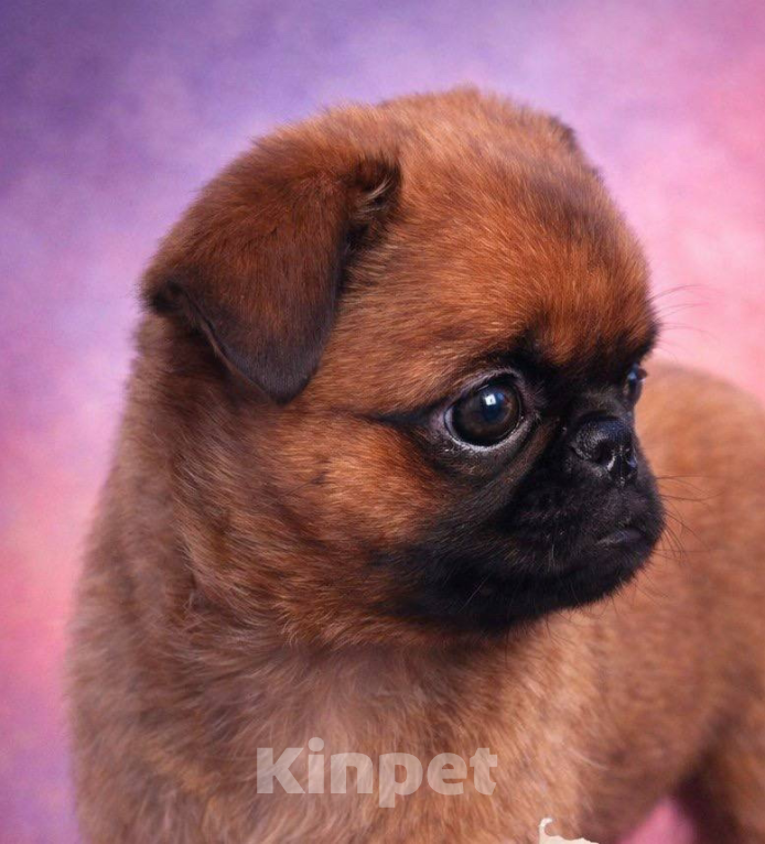 Собаки в Москве: Рыжая девочка пти брабансон. Март 2026 Девочка, Бесплатно - фото 1