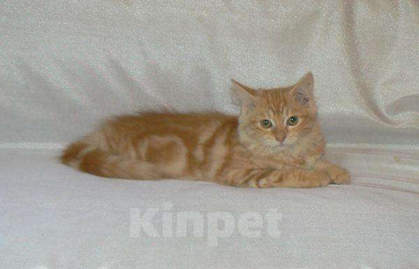 Кошки в Ливны: Сибирские котята, 25 000 руб. - фото 1