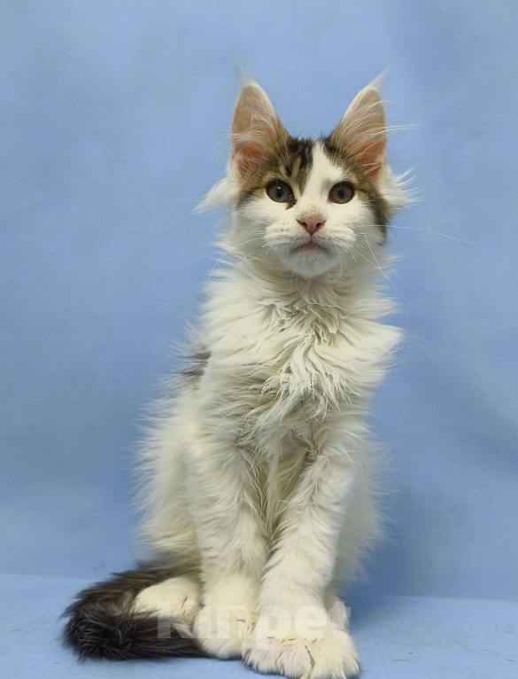 Кошки в Москве: Мейн-Кун полидакт. Мальчик Мальчик, 100 000 руб. - фото 1