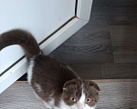 Кошки в Буденновске: Шотландский вислоухий котёнок Девочка, 10 руб. - фото 3