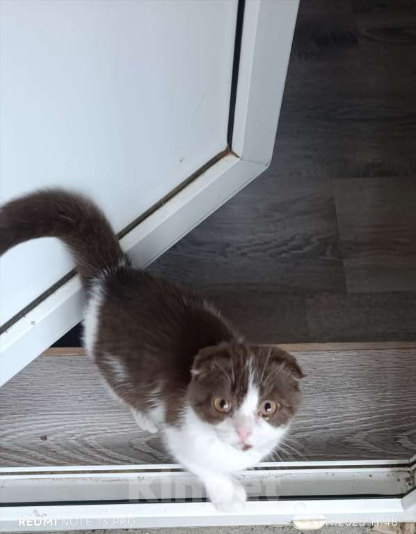 Кошки в Буденновске: Шотландский вислоухий котёнок Девочка, 10 руб. - фото 3