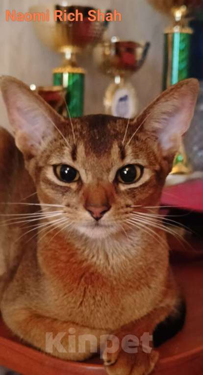 Кошки в Москве: Абиссинская малышка, Best litter WCF  Девочка, Бесплатно - фото 2