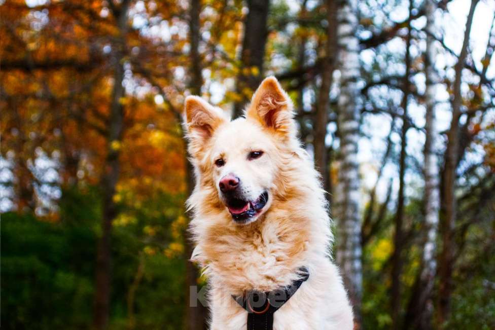 Собаки в Москве: Элазар Мальчик, Бесплатно - фото 3