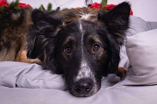 Бордер-колли ищет дом