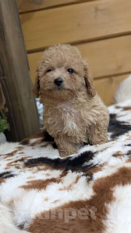 Собаки в Москве: Мальтипу мальчик Мальчик, 80 000 руб. - фото 3