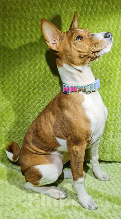 Собаки в Электроуглях: Продажа щенков басенджи Девочка, 40 000 руб. - фото 2