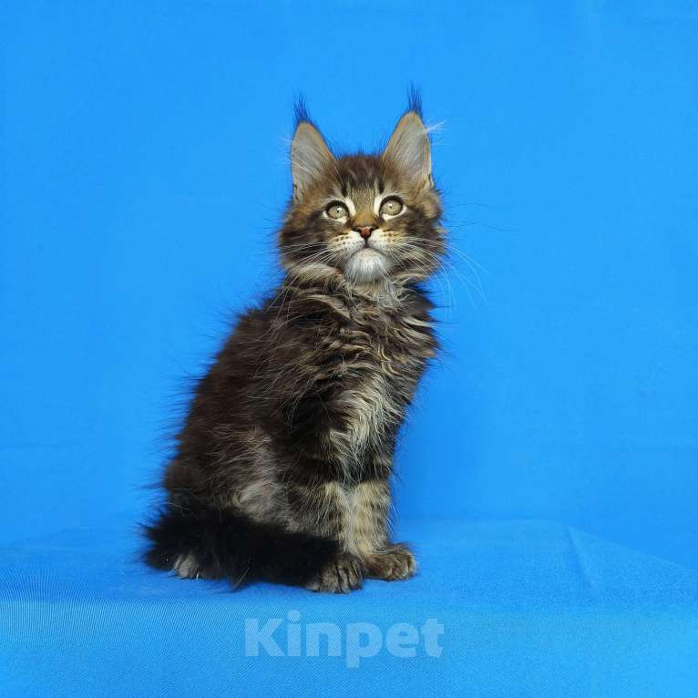 Кошки в Москве: Котёнок Мейн-кун от Чемпионов Мальчик, 60 000 руб. - фото 5