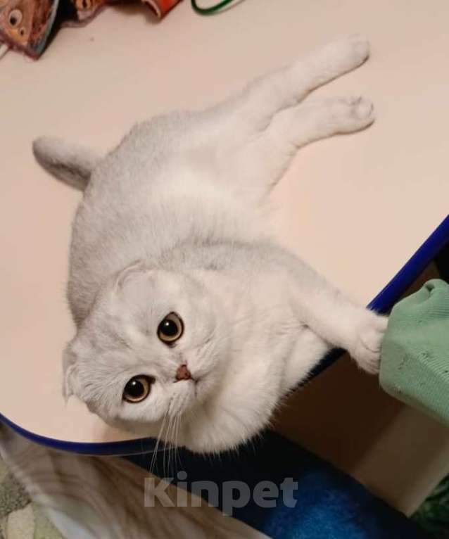 Кошки в Санкт-Петербурге: Вислоухая большеглазая серебряная кошечка Роза  Девочка, 25 000 руб. - фото 5