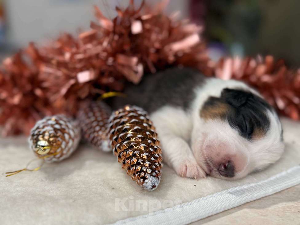 Собаки в других городах Московской области: Брауни Девочка, 80 000 руб. - фото 5