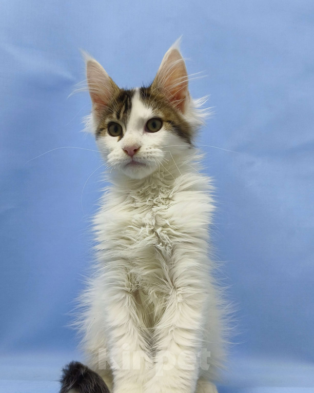 Кошки в Москве: Мейн-Кун полидакт. Мальчик Мальчик, 100 000 руб. - фото 5